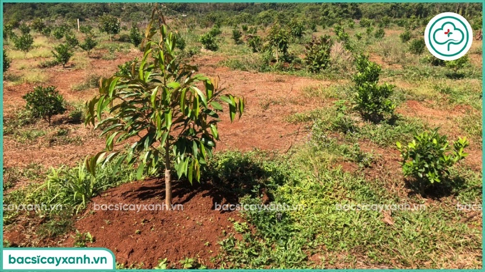 Chăm sóc sầu riêng mới trồng